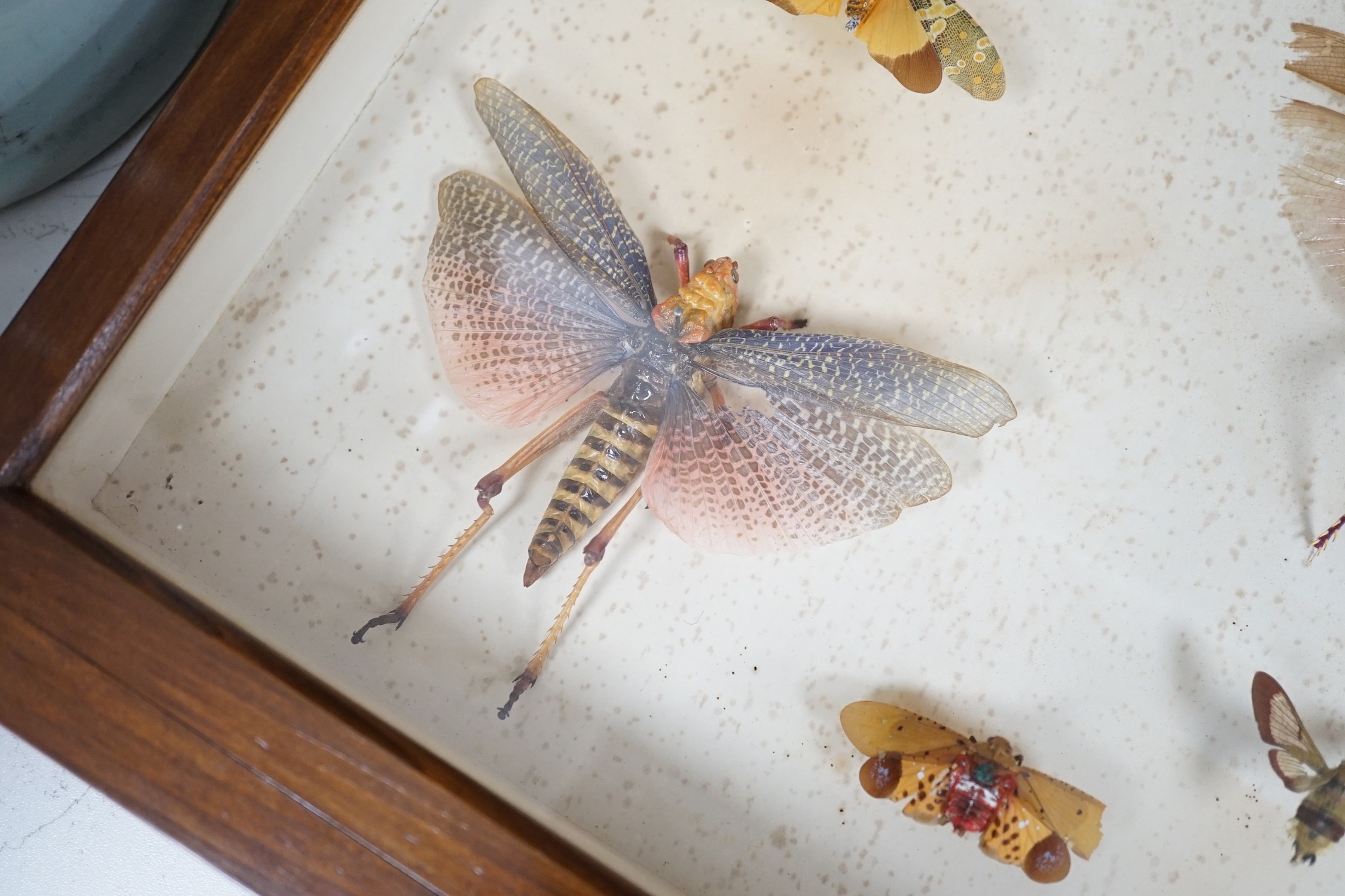 A cased group of taxidermic flying insects